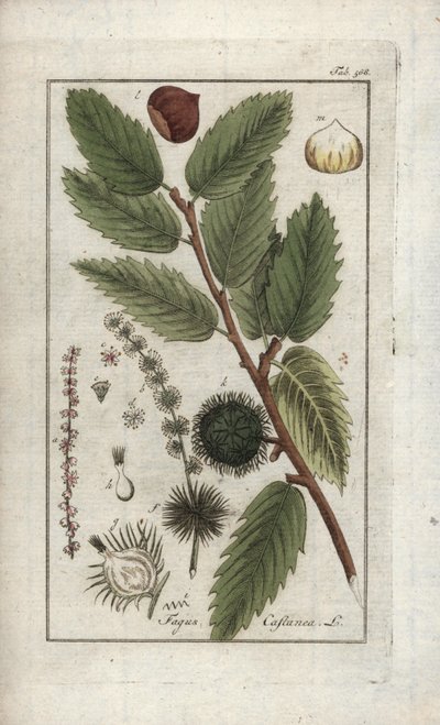 Châtaignier (Castanea sativa) - Unbekannter Künstler