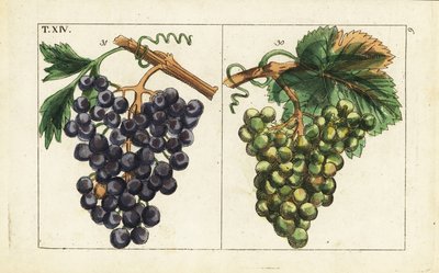 Raisins de Chiavenna, raisins Pinot noir, Vitis vinifera - Unbekannter Künstler