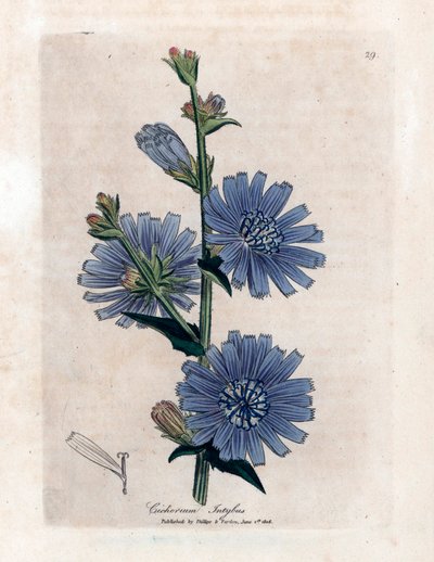 Chicorée amère (Cichorium intybus) de « Medical Botany » de James Sowerby par William Woodville et Sir William Jackson Hooker 1832 - Unbekannter Künstler