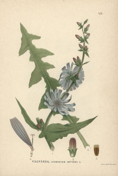 Chicorée, Cichorium intybus - Unbekannter Künstler