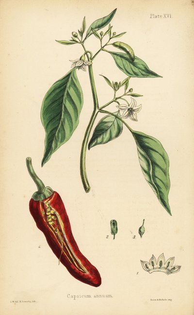 Piment, Capsicum annuum. Lithographie en couleur par Henry Sowerby d