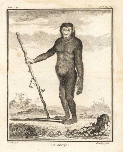 Chimpanzé, Pan troglodytes. Le Jocko. En danger. Gravure sur cuivre par Chevillet d