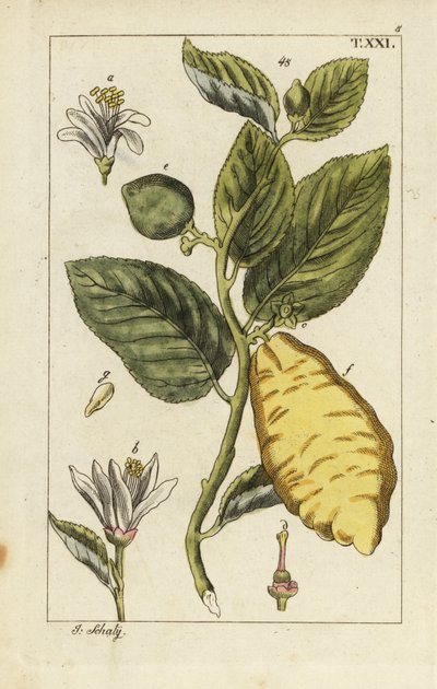 Citron montrant fruit, feuilles et fleurs, Citrus medica - Unbekannter Künstler