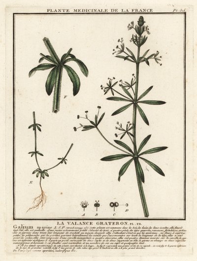 Gaillet gratteron, Galium aparine - Unbekannter Künstler