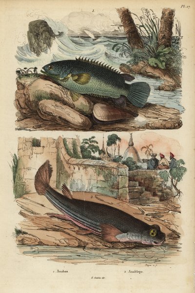 Perche grimpeuse, Anabas testudineus, et poisson à quatre yeux, Anableps anableps - Unbekannt