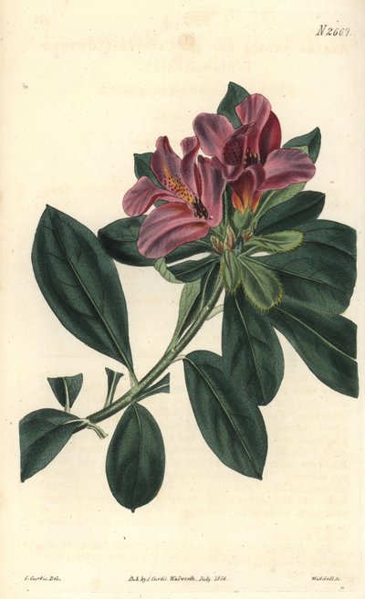 Grappe de fleurs violettes d