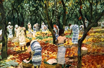 Récolte de cacao à Sao Tomé, c.1910-20 - Unbekannter Künstler