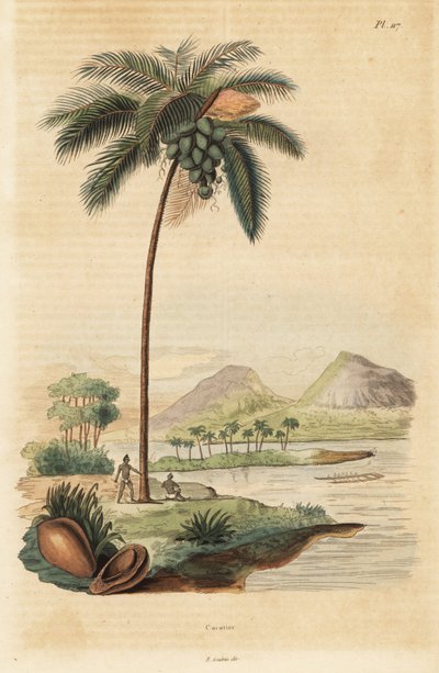 Cocotier, Cocos nucifera - Unbekannt