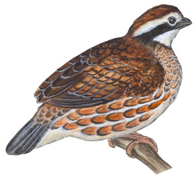 Colin de Virginie - Colinus virginianus - Unbekannter Künstler