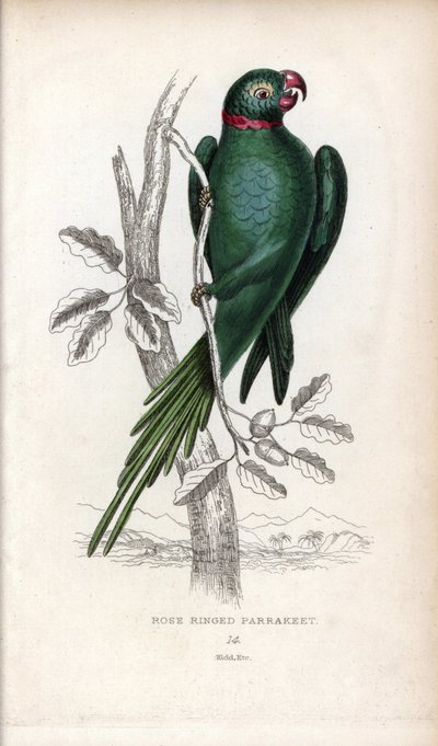 Perruche à collier, Psittacula krameri. Psittacus torquatus. Lithographie de Joseph Kidd, d