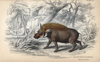Phacochère africain commun (Phaochoerus africanus). Gravure sur cuivre par William Lizars, d