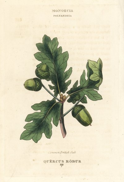 Chêne commun britannique, Quercus robur. Gravure sur cuivre coloriée à la main d