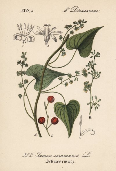 Bryone noire - Tamier commun, Tamus communis. Lithographie en couleur de la Flora von Deutschland de Diederich von Schlechtendal, Iéna - Unbekannter Künstler
