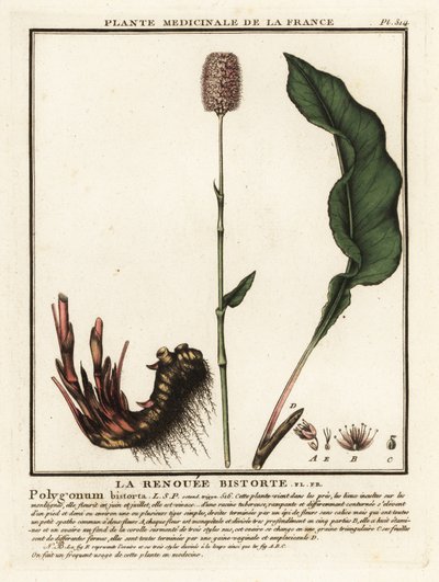 Bistorte commune, Persicaria bistorta - Unbekannter Künstler