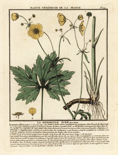 Renoncule âcre, Ranunculus acris - Unbekannter Künstler