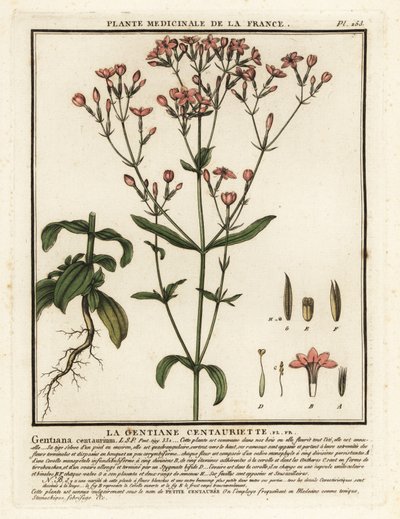 Petite centaurée, Centaurium erythraea - Unbekannter Künstler