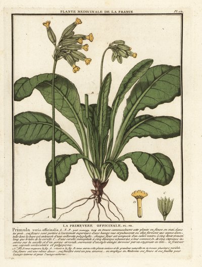 Coucou ou primevère officinale, Primula veris - Unbekannter Künstler