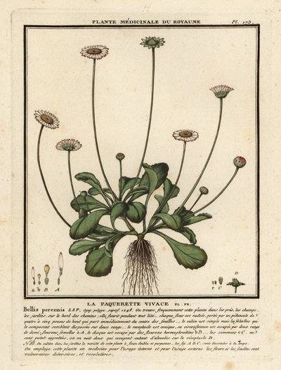Pâquerette, Bellis perennis - Unbekannter Künstler