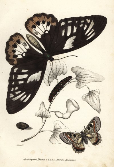 Oiseau-papillon vert commun, Ornithoptera priamus, papillon, chenille et chrysalide, et faux apollon, Archon apollinus (Doritis apollinus). Lithographie en couleur de la Galerie d