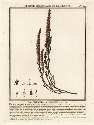 Bruyère commune, Calluna vulgaris - Unbekannter Künstler