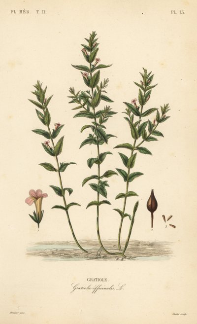 Gratiole, Gratiola officinalis - Unbekannt