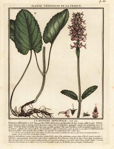 Épiaire officinale, Stachys officinalis - Unbekannter Künstler
