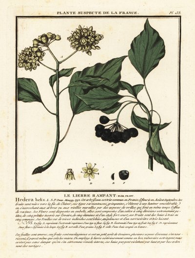 Lierre commun, Hedera helix - Unbekannter Künstler