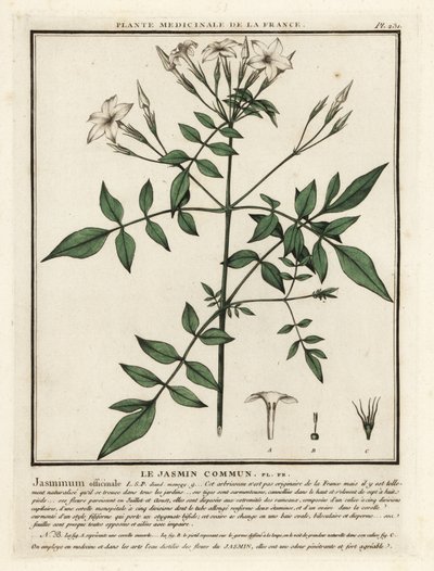 Jasmin commun, Jasminum officinale - Unbekannter Künstler