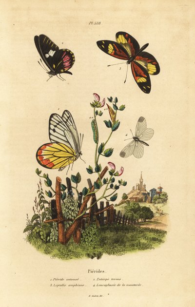 Jézabel commun, Delias eucharis 1, cœur de bœuf blanc, Archonias brassolis 2, tigre mimique blanc, Dismorphia amphione 3, piéride du bois, Leptidea sinapis 4 - Unbekannt