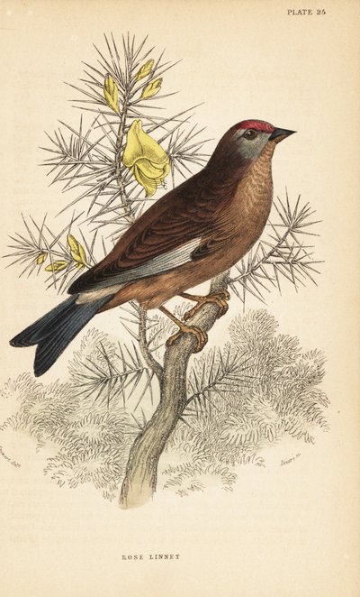 Linotte mélodieuse, Linaria cannabina, perchée sur une branche. 1889 (gravure) - Unbekannter Künstler