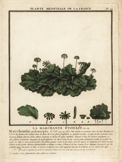 Hépatique commune, Marchantia polymorpha - Unbekannter Künstler