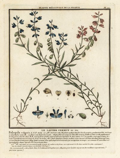 Polygale commun, Polygala vulgaris - Unbekannter Künstler