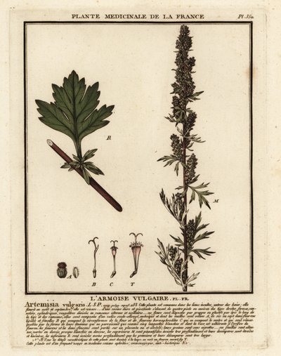Armoise commune, Artemisia vulgaris - Unbekannter Künstler