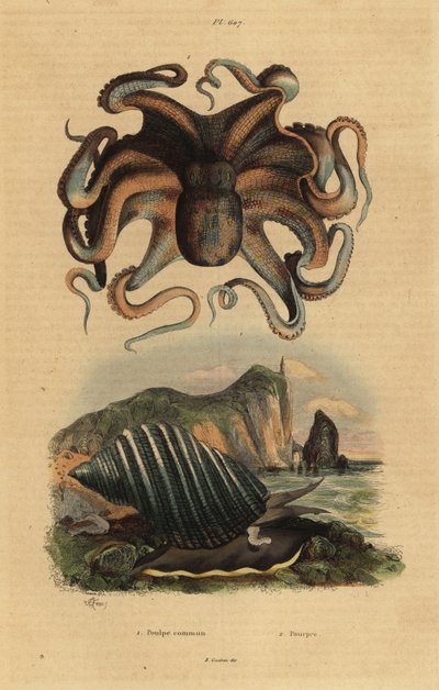 Poulpe commun, Octopus vulgaris, et escargot de mer, Dicathais orbita - Unbekannt