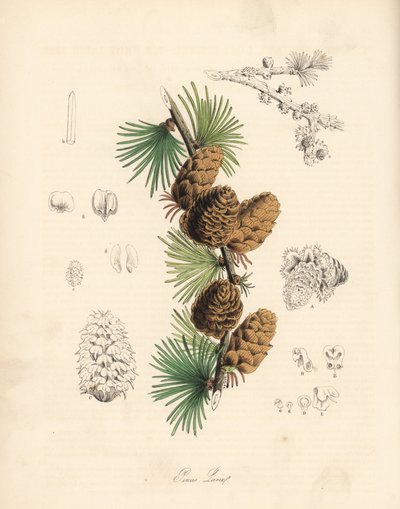 Mélèze commun ou européen - Mélèze blanc, Larix decidua (Larix europaea), feuille, branche et cône - Unbekannter Künstler