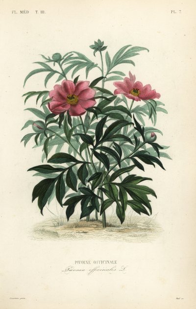 Pivoine officinale - Unbekannt