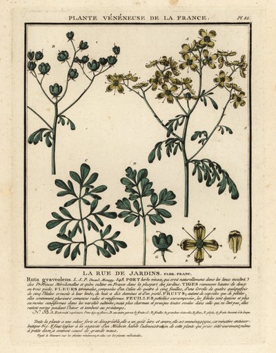 Rue officinale, Ruta graveolens - Unbekannter Künstler