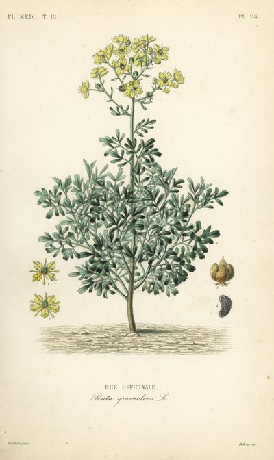 Rue officinale - Unbekannt