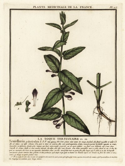 Scutellaire casquée, Scuttelaria galericulata - Unbekannter Künstler