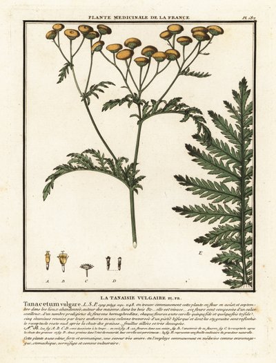 Tanaisie commune, Tanacetum vulgare - Unbekannter Künstler