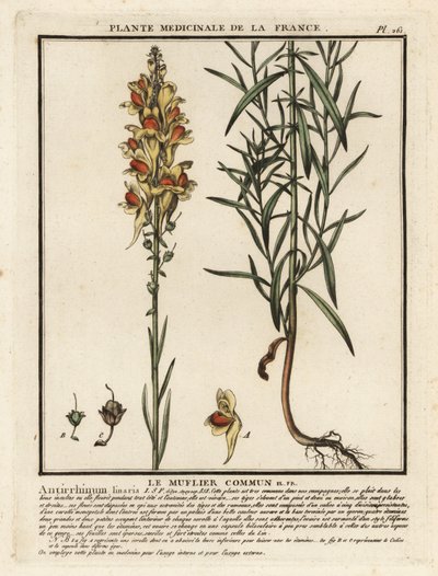 Linaire commune, Linaria vulgaris - Unbekannter Künstler