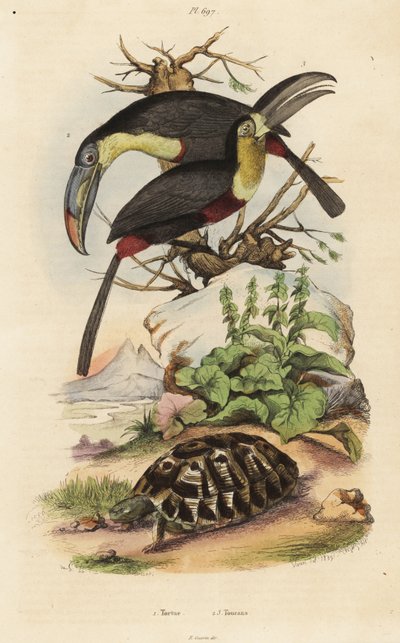 Tortue, Toucans - Unbekannt
