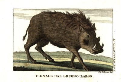 Phacochère commun, Phacochoerus africanus. De François Le Vaillant - Unbekannter Künstler