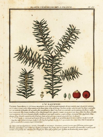 If commun ou if anglais, Taxus baccata - Unbekannter Künstler