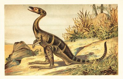 Compsognathus longipes, petit théropode carnivore éteint. 1908 - Unbekannter Künstler