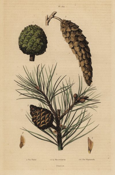 Cônes de pin parasol, Pinus pinea, pin rouge, Pinus resinosa, et pin de Weymouth, Pinus strobus - Unbekannt