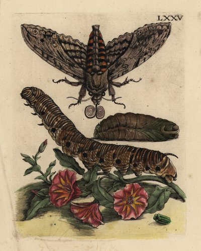 Sphinx du liseron, Agrius convolvuli, chenille et chrysalide avec liseron des champs, Convolvulus arvensis - Unbekannt