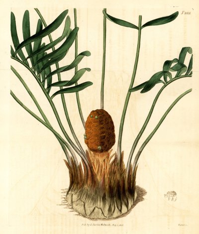 Coontie, Zamia pumila var. mâle. Gravure sur cuivre coloriée à la main par Weddell de Samuel Curtis