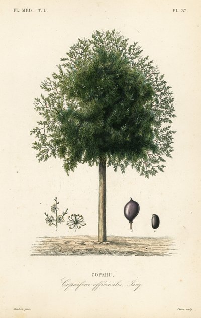 Copahu, Copaifera officinalis - Unbekannt