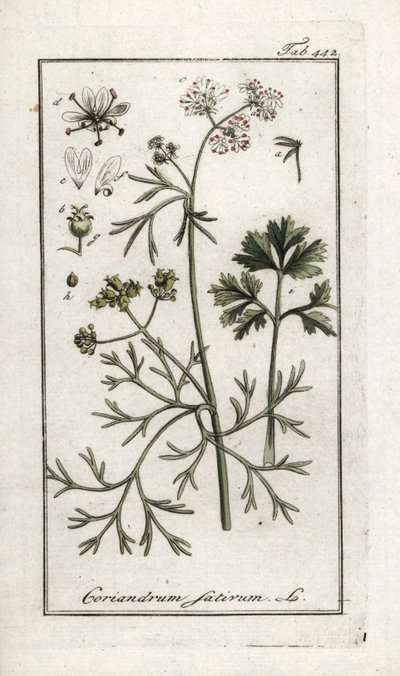 Coriandre (Coriandrum sativum) - Unbekannter Künstler